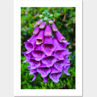 Purple Foxglove Posters and Art